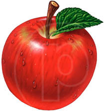 illustrator of apples and apple art